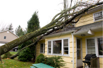 Tree damaged house